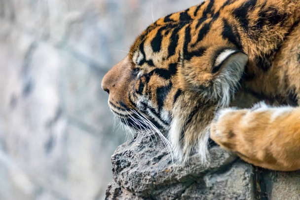 tigre dormido sobre fondo gris
 - Foto, Imagen