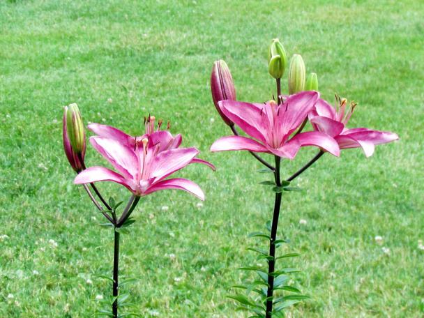 Toronto Garden Amethyst Topaz lily flower 2014 - Photo, Image