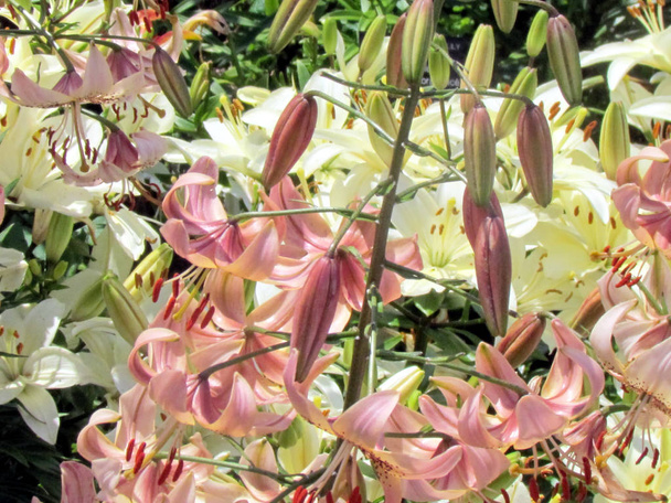 Toronto Garden Aberfoyle lily 2014 - Photo, Image