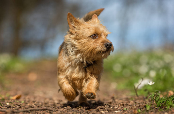 Тер'єр собака під весною
 - Фото, зображення