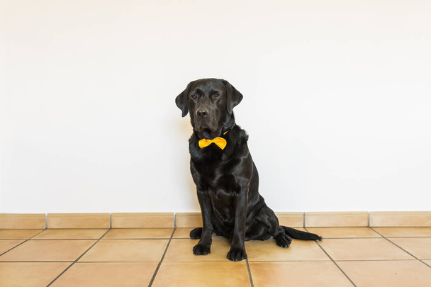 Portrait of a black labrador with yellow bowtie looking at the c - Фото, изображение