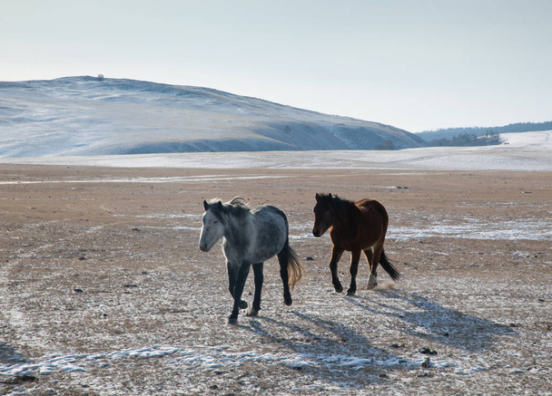 Two horses gallop across the open spaces of Olkhon Island - Foto, immagini