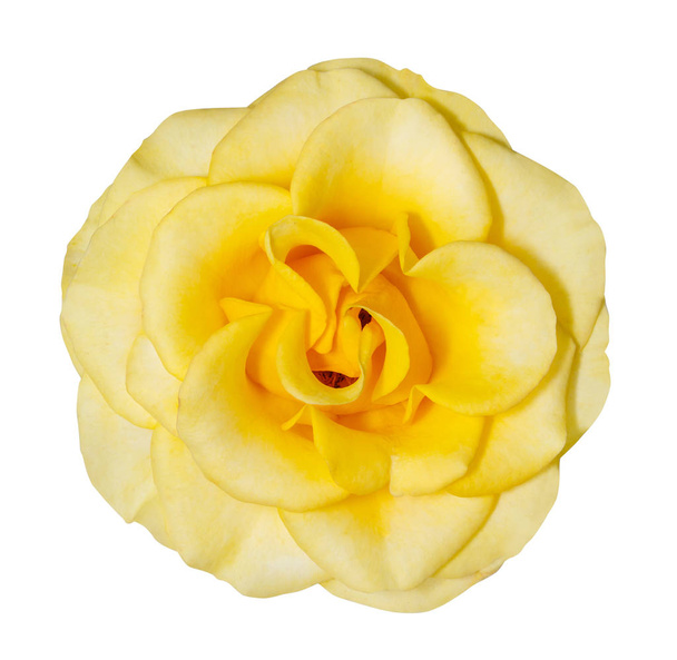 žlutá květinová hlava izolované na bílém pozadí. - Fotografie, Obrázek