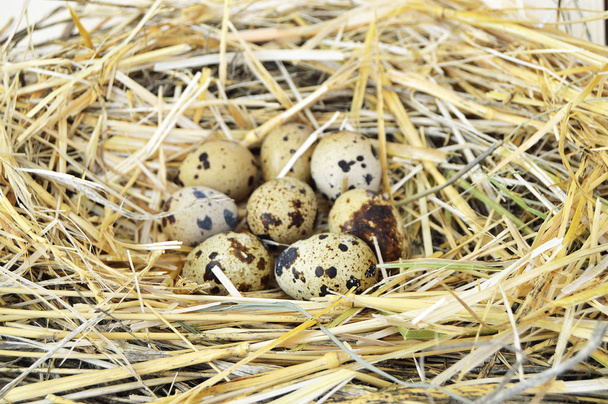 Hierba y plantas en huevos de codorniz, nido de ave y huevos, fotos de huevos en nido de codorniz, huevos de pollo y codorniz, huevos en el nido de aves más hermoso
 - Foto, Imagen