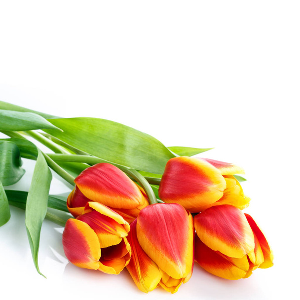 bouquet of yellow tulips isolated on white background - Φωτογραφία, εικόνα