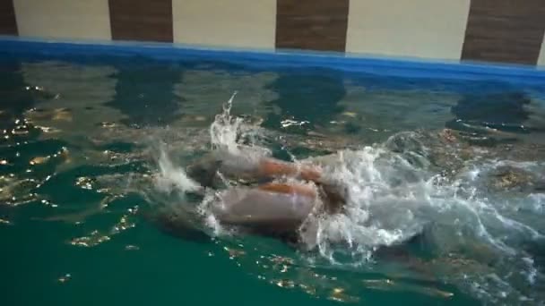 Trainer diving under the water with dolphins in the pool slow motion - Footage, Video