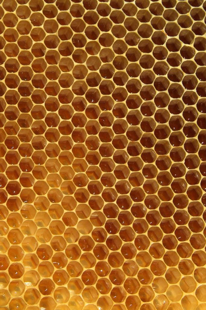 frischer Honig in Wabentextur - Foto, Bild