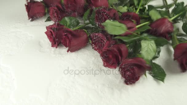 Bouquet of red roses falling on white background with water slow motion stock footage video - Video