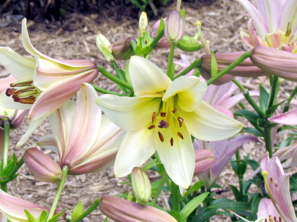 Toronto Garden Silky Belles Lily 2014 - Photo, Image