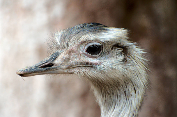 Greater rhea in a park - Photo, Image
