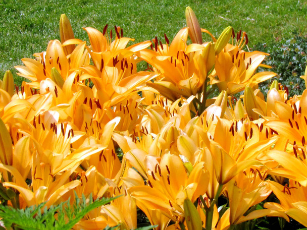 Toronto Garden orange lily flowers 2014 - Photo, Image