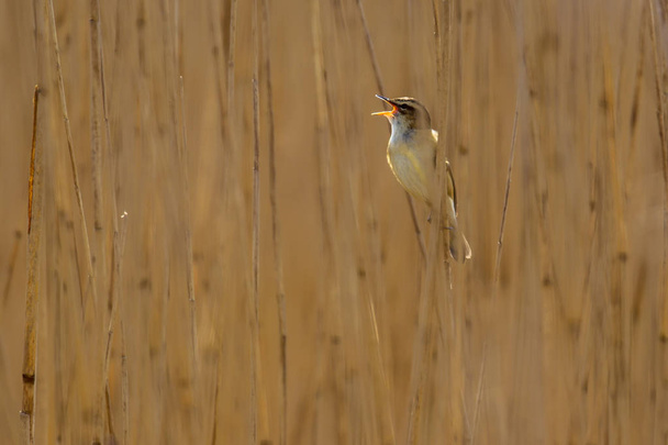 Singing Sedge warbler reed background - Photo, Image