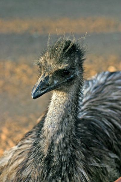 The Emu, Dromaius novaehollandiae, is the largest bird native to Australia - Photo, Image