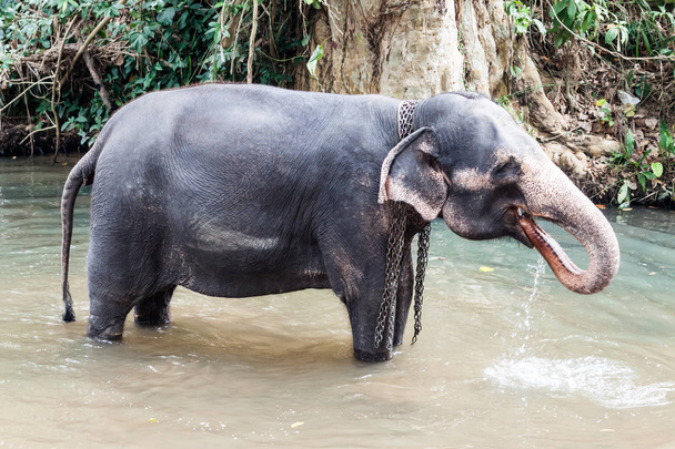 olifanten over sri lanka - Foto, afbeelding
