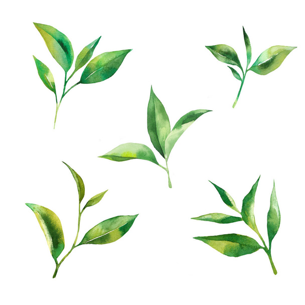 aquarelle sertie de feuilles de thé. Fond blanc. Isolé
 - Photo, image