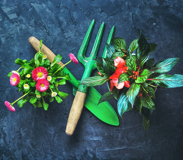 Весенние цветы и садовые инструменты
 - Фото, изображение