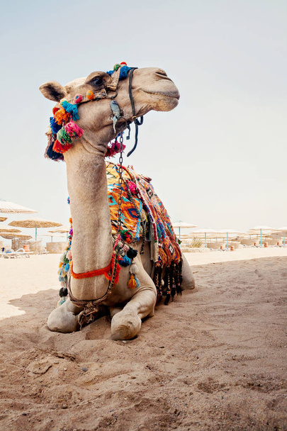 kameli turisti matkoja on hiekassa rannalla Egyptissä
 - Valokuva, kuva
