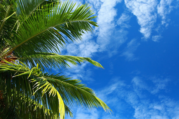 πράσινο φοίνικα πάνω από το γαλάζιο του ουρανού στο νησί andamans, Ινδία. - Φωτογραφία, εικόνα