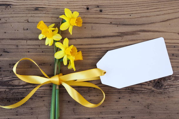 Keltainen kevät Narcissus, etiketti, Kopioi tilaa
 - Valokuva, kuva