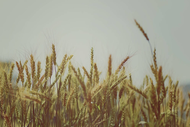 Campo de trigo no fundo
 - Foto, Imagem