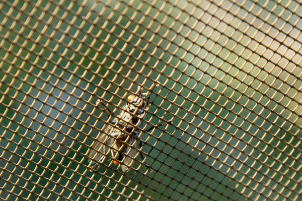volar en una red de mosquitos
 - Foto, imagen