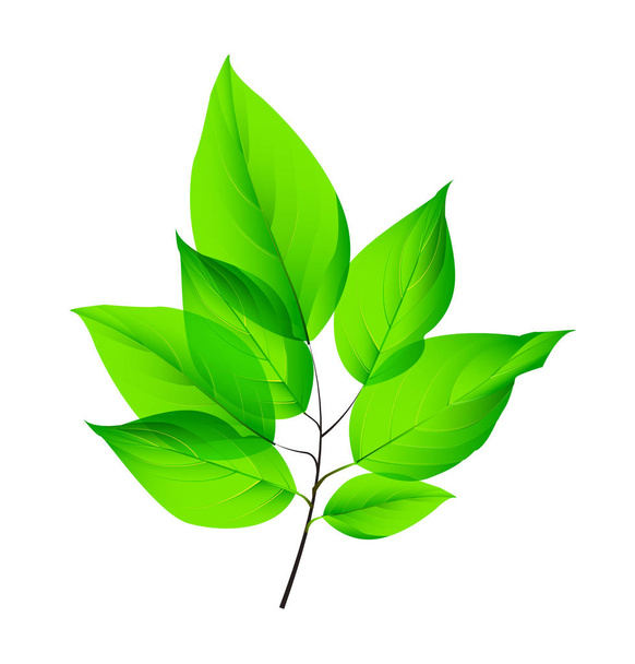 Izolované čerstvé zelené listy. Vektorové ilustrace. Eps10 - Vektor, obrázek