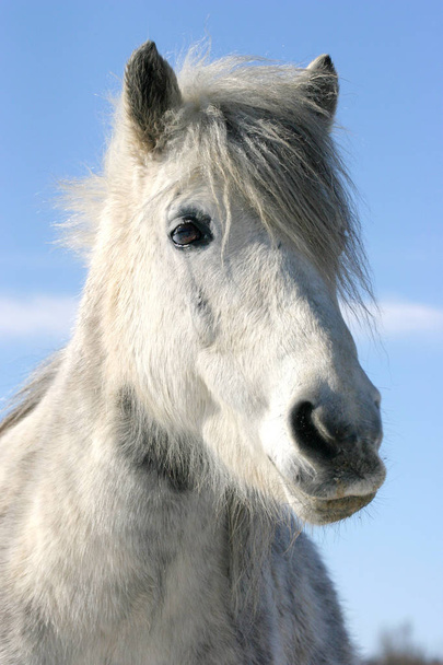 Testa di un simpatico cavallo grigio clored pony in cappotto invernale
 - Foto, immagini