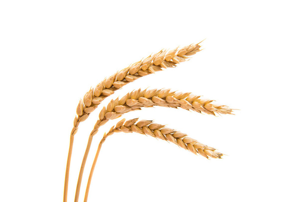Wheat ears isolated - Photo, Image
