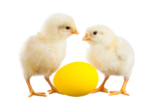 Two yellow chicken - Photo, Image