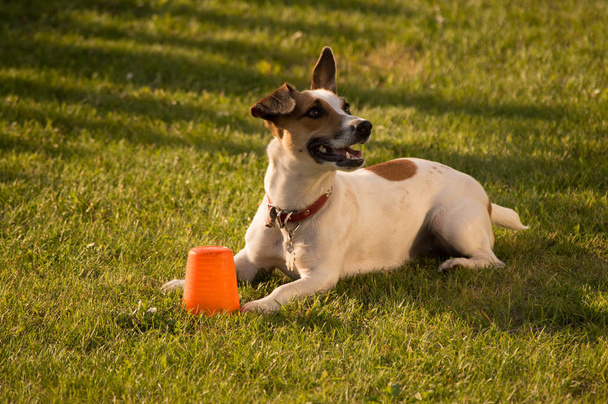 Jack Russel Hund lächelt - Foto, Bild
