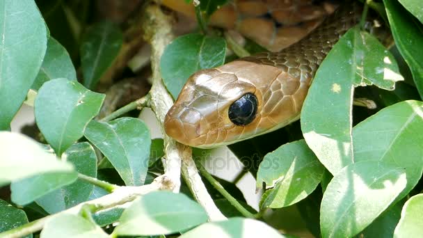  Serpiente rata indochina (Ptyas korros) en la selva tropical
. - Metraje, vídeo