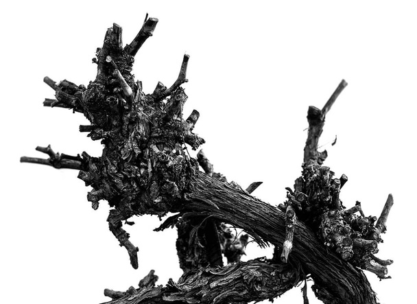 Twisted Grapevine Trunk - Photo, Image