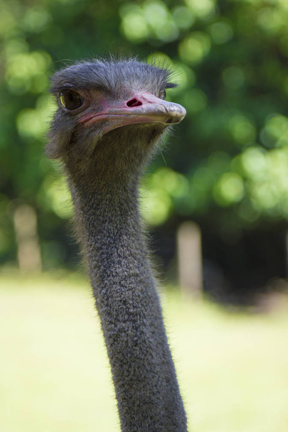 Curious ostrich with a long neck - Фото, изображение