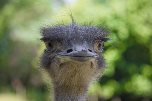 Ostrich with a sharp look - Фото, изображение