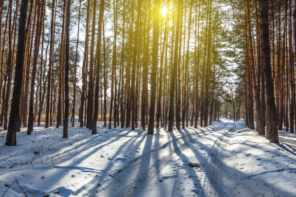 forêt enneigée d'hiver dans une longue ombre au soleil
 - Photo, image