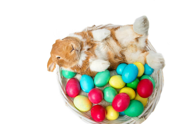 Belo coelho doméstico em cesta com ovos
 - Foto, Imagem