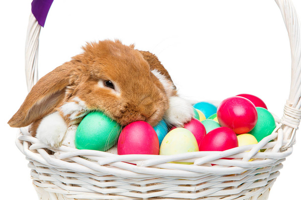 Beautiful domestic rabbit in basket with eggs - Zdjęcie, obraz