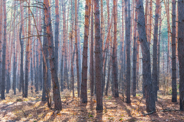 красивый яркий весенний сосновый лес
 - Фото, изображение