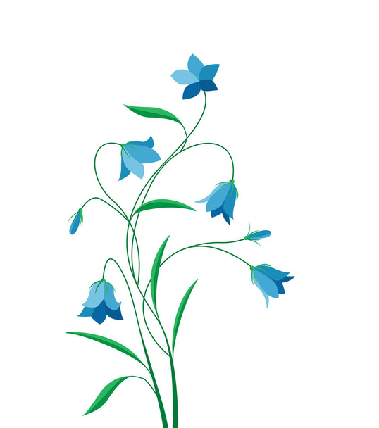 Zomer bloem campanula - Vector, afbeelding