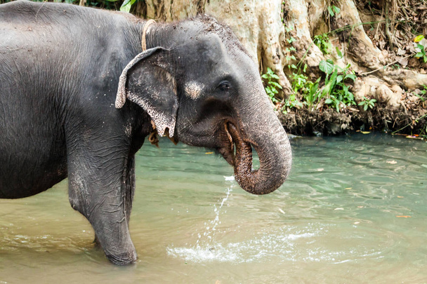 Elefanten auf sri lanka - Foto, Bild
