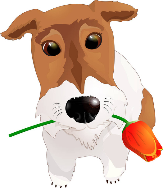 Dog congratulates with a flower. - Vektor, Bild