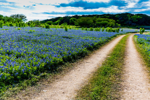 Estrada velha da sujeira de Texas no campo de Texas Bluebonnet Wildflowers
 - Foto, Imagem