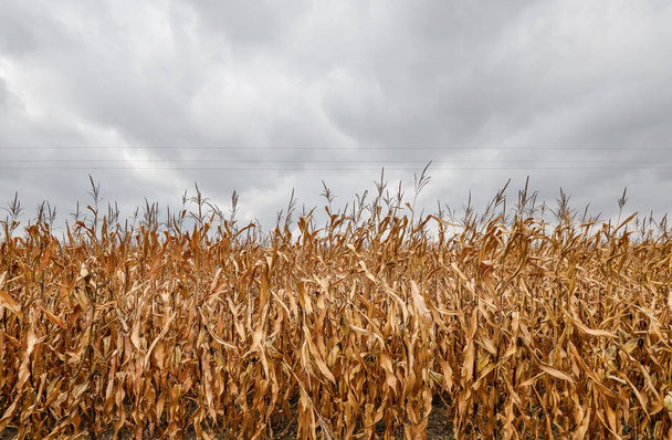 Kuiva maissi kenttä dramaattinen pilvinen harmaa taivas tausta. Keltainen maissipelto kauden lopussa. Sadonkorjuu
 - Valokuva, kuva