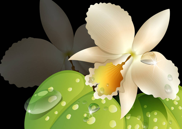 Orchid and leaves on black background - Vector, Image