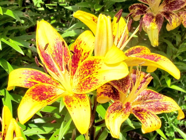 Toronto Garden beautiful lily 2014 - Photo, Image