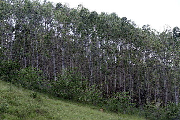 eucaliptus plantation for industrial use, in countryside of Brazil - Photo, Image