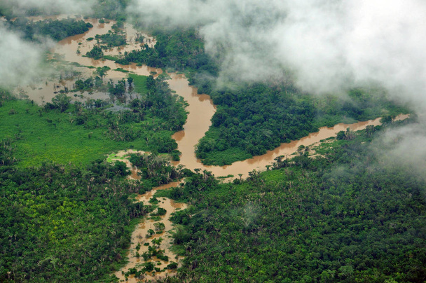 Τροπικό δάσος στη Γουατεμάλα - Φωτογραφία, εικόνα