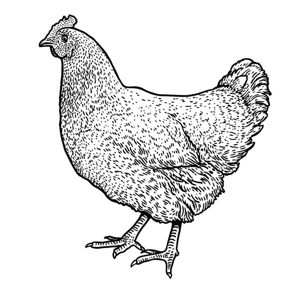 Chicken illustration, drawing, engraving, ink, line art, vector - Vector, Image