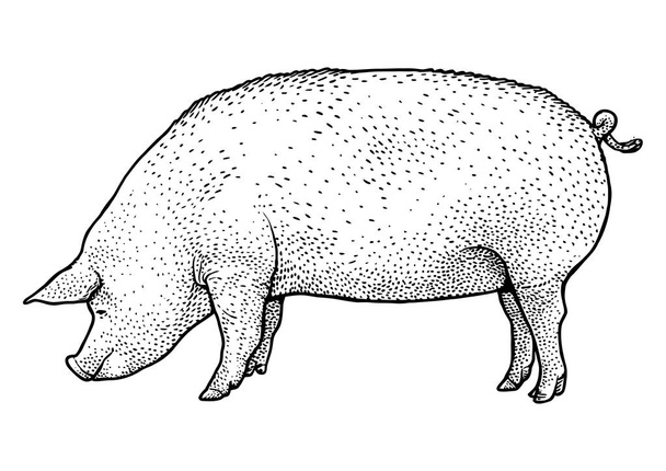 Pig illustration, drawing, engraving, ink, line art, vector - Vector, Image