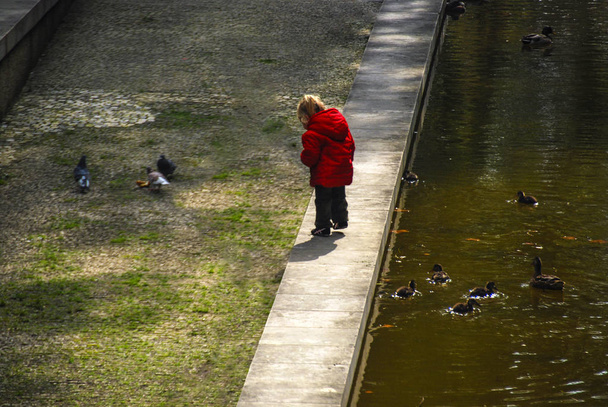 little girl in red jacket walking among pigeons and ducks in a city park, Paris, France - Photo, Image